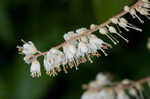 Mountain sweetpepperbush